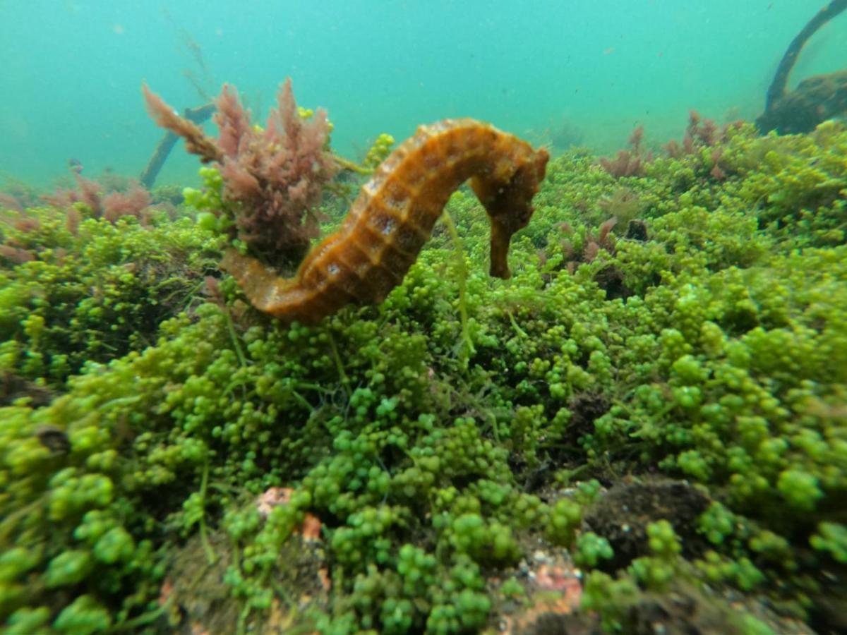Galapagos Azul